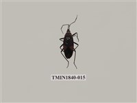 藏品(菲律賓產昆蟲)的圖片